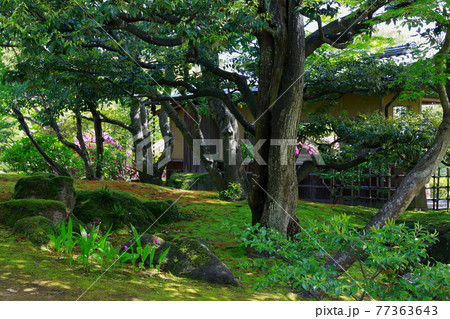 春の新緑の日本庭園 77363643
