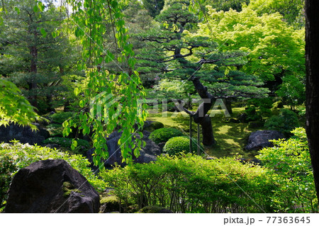 春の新緑の日本庭園 春の新緑の日本庭園 77363645