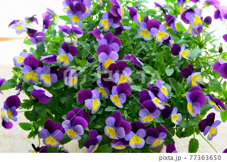 鮮やかなビオラの花　鉢植え 77363650
