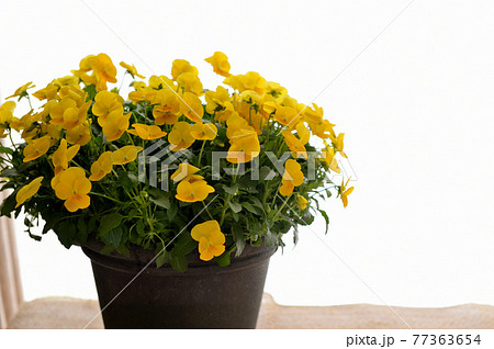 鮮やかなビオラの花 鉢植え 鮮やかなビオラの花 鉢植え 77363654