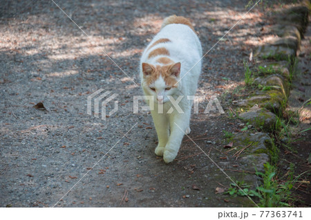 公園に棲む人懐こい茶白の地域猫 (三溪園、横浜市、神奈川県) 77363741