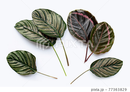 Calathea leaves on white background. 77363829