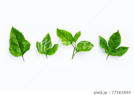 Passion fruit leaves on a white background. 77363844
