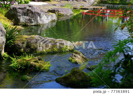 日本庭園の池 日本庭園の池 77363891
