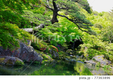 日本庭園の池 77363896