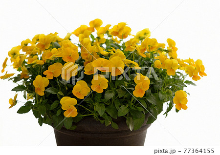 鮮やかなビオラの花 鉢植え 鮮やかなビオラの花 鉢植え 77364155