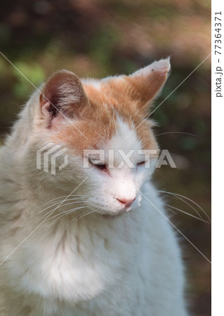 公園に棲む茶白の地域猫のポートレート (三溪園、横浜市、神奈川県) 77364371