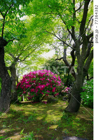 日本庭園のツツジ 日本庭園のツツジ 77364382