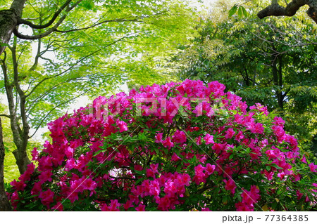 日本庭園のツツジ 日本庭園のツツジ 77364385