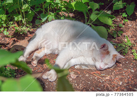 公園の片隅で熟睡する茶白の地域猫 (三溪園、横浜市、神奈川県) 公園の片隅で熟睡する茶白の地域猫 (三溪園、横浜市、神奈川県) 77364505
