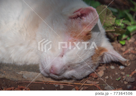 公園の片隅で熟睡する茶白の地域猫 (三溪園、横浜市、神奈川県) 公園の片隅で熟睡する茶白の地域猫 (三溪園、横浜市、神奈川県) 77364506