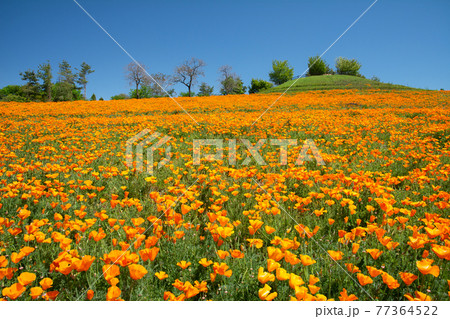 八王子山公園のポピー 八王子山公園のポピー 77364522