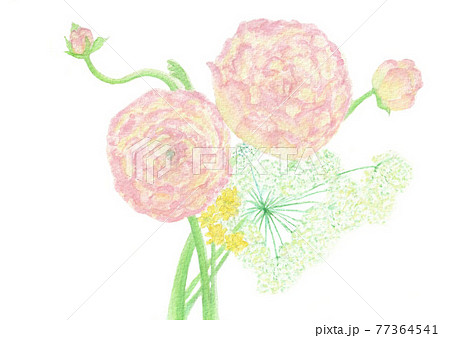 ラナンキュラスとレースフラワーのイラスト素材