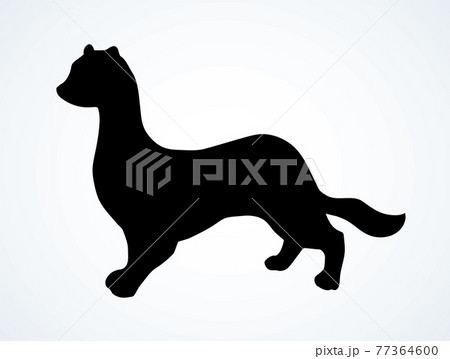 Least weasel. Vector drawing icon Least weasel. Vector drawing icon 77364600