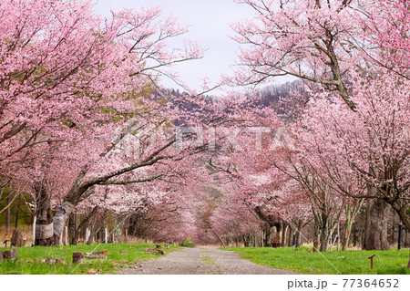 北海道 二十間道路 桜のトンネル 北海道 二十間道路 桜のトンネル 77364652