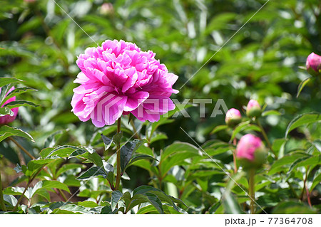 シャクヤク（芍薬） 77364708