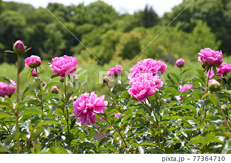 シャクヤク(芍薬) シャクヤク(芍薬) 77364710