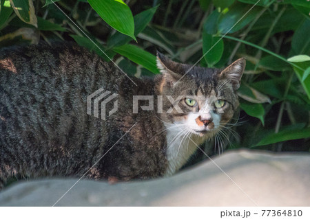 公園の笹薮で人を警戒するキジ白の地域猫 (三溪園、横浜市、神奈川県) 77364810