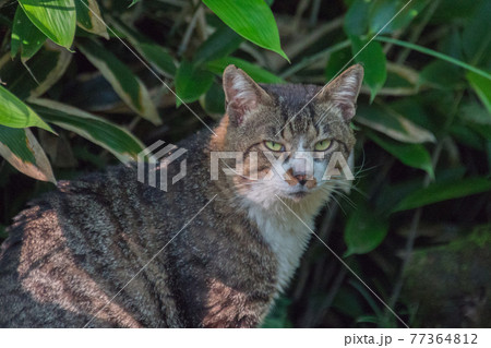 公園の笹薮で人を警戒するキジ白の地域猫 (三溪園、横浜市、神奈川県) 77364812