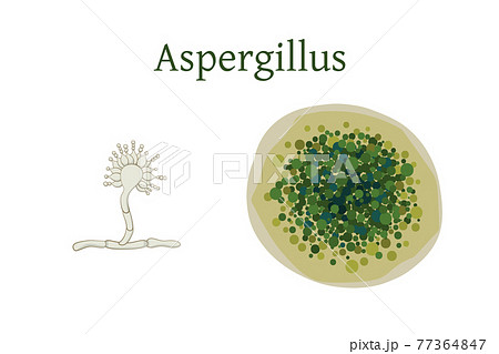 Aspergillus mold vector illustration isolated on white background. 77364847