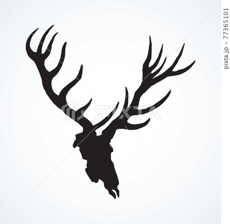 Skull of deer. Vector drawing 77365101