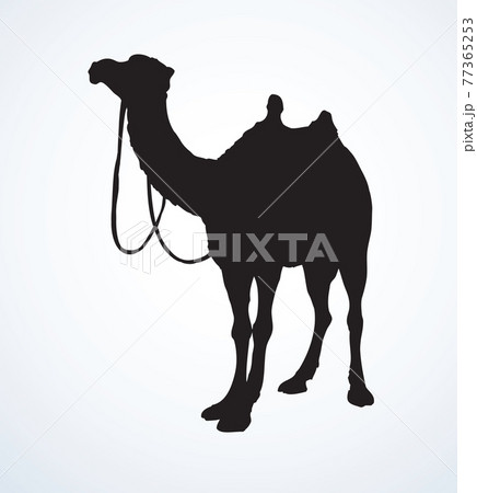 Camel Vector Sketchのイラスト素材