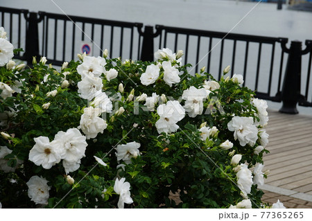 白ハマナス 八重　Japanese rose 77365265