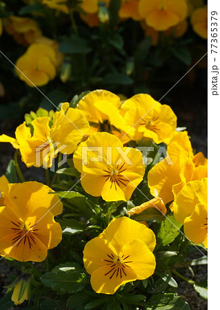春の花畑 春の花畑 77365379
