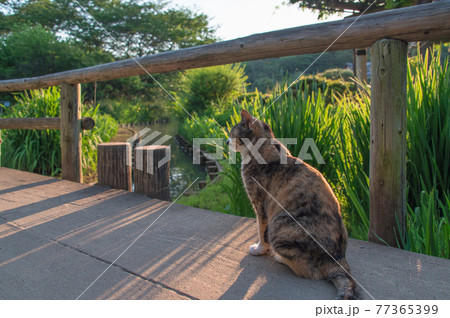 夕暮れの公園の池に架かる橋の上で寛ぐ三毛の地域猫 (三溪園、横浜市、神奈川県) 夕暮れの公園の池に架かる橋の上で寛ぐ三毛の地域猫 (三溪園、横浜市、神奈川県) 77365399
