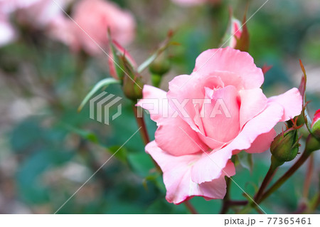 薔薇プリンセスミチコ 薔薇プリンセスミチコ 77365461