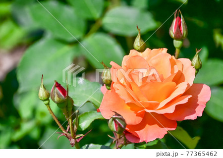 薔薇アンネフランク 77365462