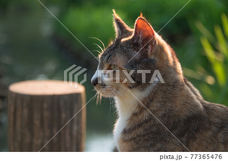 夕暮れの公園の池の畔で寛ぐ三毛の地域猫ポートレート (三溪園、横浜市、神奈川県) 夕暮れの公園の池の畔で寛ぐ三毛の地域猫ポートレート (三溪園、横浜市、神奈川県) 77365476