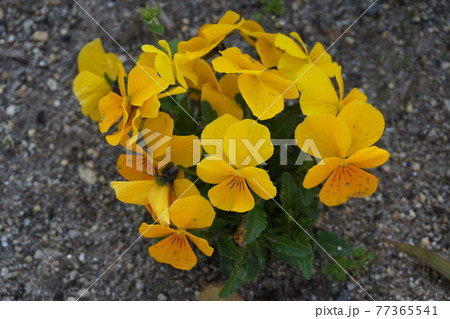春の花畑 春の花畑 77365541