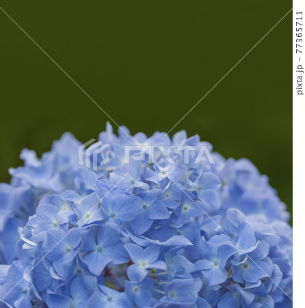 淡いブルーのアジサイ 淡い緑とアジサイ あじさい 淡いブルーのアジサイ 淡い緑とアジサイ あじさい 77365711