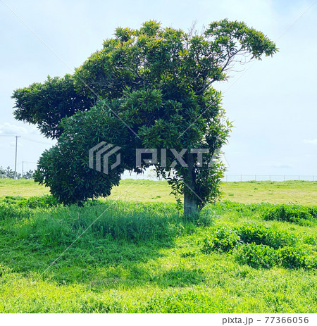 不思議な木の写真素材 [77366056] - PIXTA