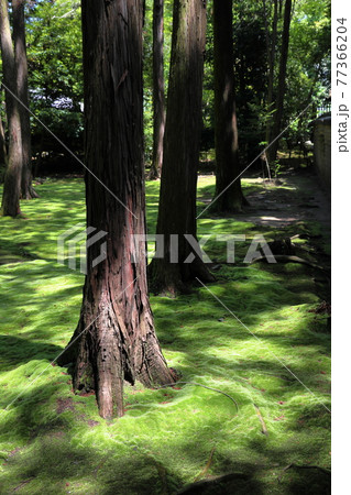 唐招提寺 唐招提寺 77366204