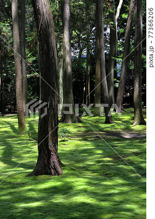 唐招提寺 77366206
