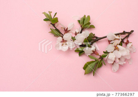 Cherry branches with blooming flowers. Spring time. Cherry branches with blooming flowers. Spring time. 77366297