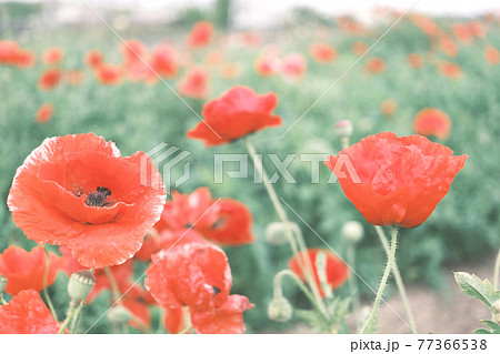 (花の風景)丘の上ヒナゲシの花 花畑 (花の風景)丘の上ヒナゲシの花 花畑 77366538