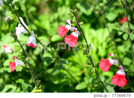 サルビア・ミクロフィラ　ホットリップス 77366679