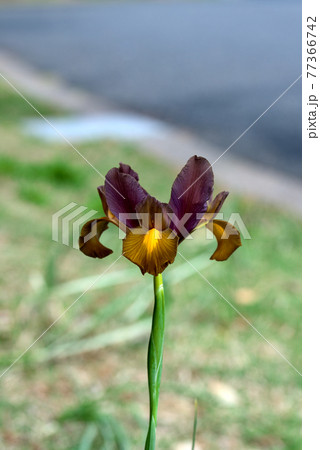 シックな色合いのダッチアイリス 77366742