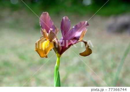 シックな色合いのダッチアイリス 77366744