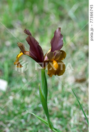 シックな色合いのダッチアイリス シックな色合いのダッチアイリス 77366745