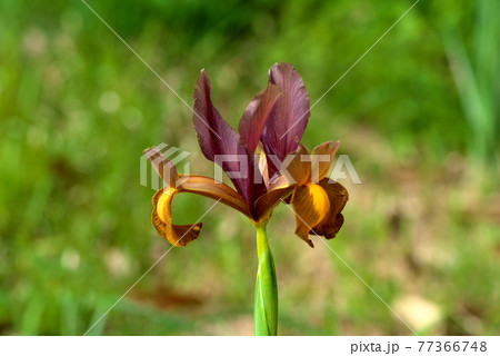 シックな色合いのダッチアイリス 77366748