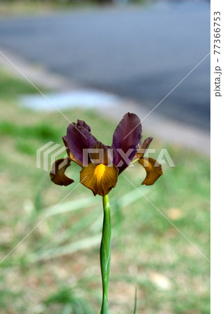 シックな色合いのダッチアイリス 77366753