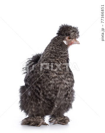 Cuckoo Silkie chicken on white background 77366851