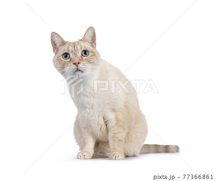 House cat on white background 77366861