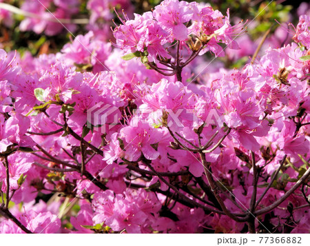 雲仙池の原のミヤマキリシマ　長崎県雲仙市小浜町雲仙 77366882