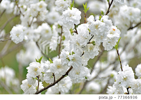 花桃 白い花アップ 花桃 白い花アップ 77366936