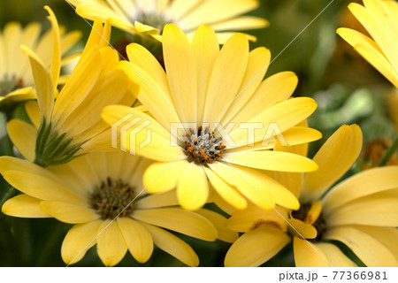 オステオスペルマム　黄色 77366981